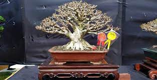 Juegos con instrucciones / manual de juegos tradic. Bonsai Milik Bos Rumah Kayu Kalahkan Bonsai Kesayangan Umar Ahmad Lampung1 Com