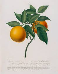 Image result for Citrus × aurantium