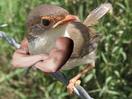 Birds With Human Arms Gallery Of Birds With Human Arms Birds Bird Photo Backyard Birds