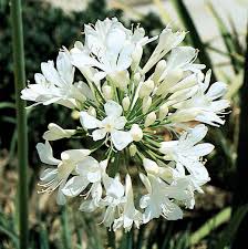 Image result for Agapanthus africanus