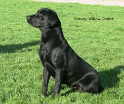 We currently have yellow lab and chocolate lab puppies for sale. Fenway Working Labradors Breed And Trained Uk Labradors