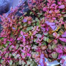 Image result for Rotala juniperina