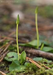 Image result for Ascolepis trigona