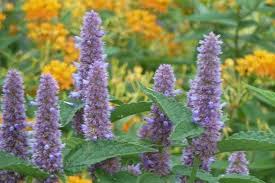 Image result for Anisosepalum