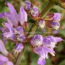 Salvia Japonica Is A Small Cold Hardy Evergreen Foliage Is A Tight Rosette Form With Summer Flowers On Spikes About 25cm From Th Summer Flowers Salvia Foliage