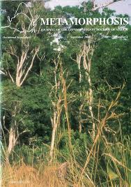 Image result for Schlechterina mitostemmatoides