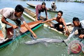 You have just read the article entitled ikan lumba lumba sungai cina. Lumba Lumba Terdampar Di Krueng Cunda Antara News