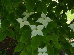 Kousa dogwood is an excellent small specimen tree. Albion Trees Korean Dogwood