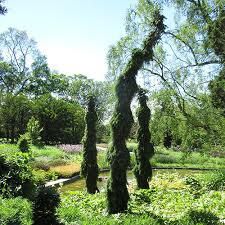 Suited for narrow spaces and smaller landscapes, growing just six to ten inches per year. Columnar Conifers For The Midwest Finegardening