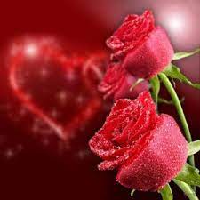 صور ورد وقلوب بوستات حب و رومانسية للفيس بوك beautiful roses rose poems flower garden design