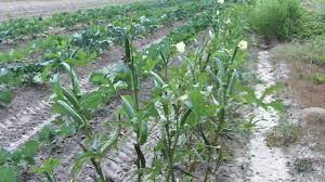 Check spelling or type a new query. Growing Okra In South Carolina Youtube