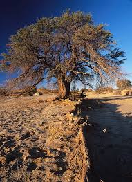 Image result for Acacia erioloba