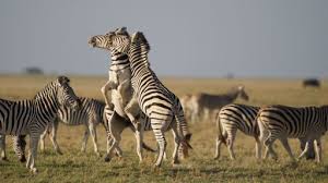 Zebras belong to the equidae family, which is sometimes known as the horse family. Zebras Nature Pbs