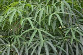 Manihot esculenta) ialah tumbuhan tropika dan subtropika dari famili euphorbiaceae yang terkenal sebagai sumber utama karbohidrat dan daunnya sebagai sayuran. Yakin Pokok Ubi Kayu Pulut
