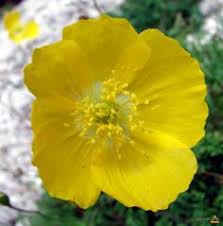 Check spelling or type a new query. 16 Plante Rare Pe Cale De Disparitie Ideas Plante Cale Crin