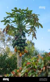 Image result for Carica