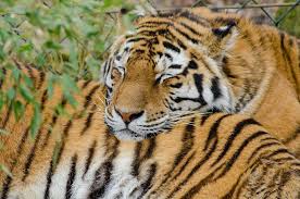 A tiger laying on the ground next to a fence. Tigers sleeping big cats. -  PICRYL - Public Domain Media Search Engine Public Domain Search