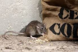 After a rat pest control, you might ensure that rats will leave your house. Pest Control Services For Rat Eradication Pesti Pest Control Perth