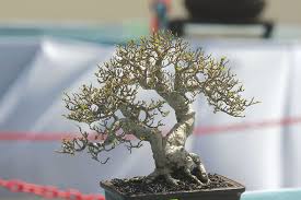 Maybe you would like to learn more about one of these? Pencarian Pokok Asal Bukan Mudah