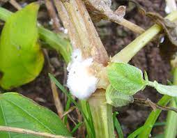 We did not find results for: Sclerotinia Sclerotiorum Wikipedia