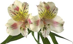 Lilies, for example, are deadly. Are Peruvian Lilies Poisonous Flowers For Cats