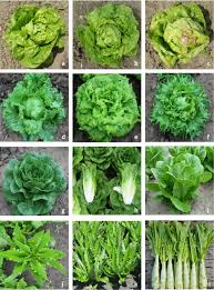 Image result for Lettuce Green 1983 Hussmann