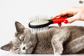 Your pet probably isn't going to willingly let you brush his teeth the first time you stick a. How Often To Brush A Cat 5 Mistakes To Avoid When Brushing Your Cat