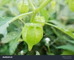 Image result for Physalis angulata