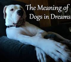 This plot is a sign that a person needs to rest, get rid of negative energy. What Dreams About Dogs Mean And How To Interpret Them Exemplore
