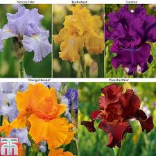 Iris Re Blooming Collection Thompson Morgan