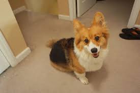 Buy Or Sell Dogspuppiesforsale Com Puppies Puppy Dogs Petpuppy Finder Websites Puppies For Sale Dogs Puppies For Sale Puppies Near Me Cheap Puppies Puppy Find