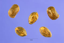 We did not find results for: Lupinus Perennis L Sundial Lupine