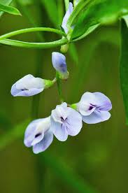 Image result for Volusia resupinata