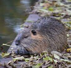 1 how to keep muskrats out of ponds & lakes 2021 (best natural deterrents). How To Get Rid Of Muskrats In Ponds Lakes Top Methods Pond Informer