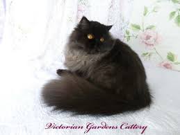 Persian cat has silky shiny fur, round face, glowing eyes and long hairs. Cfa Persian And Himalayan Show Standards