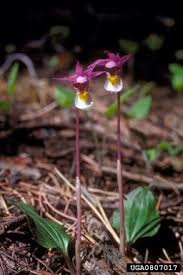 Image result for Bulbostylis sp.no.6