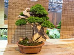 This miniature tree is a lush green, low growing juniper, and is the most popular plant used for bonsai. Juniper Bonsai Tree Types How To Grow And Care Florgeous