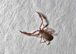 House Pseudoscorpion Chelifer Cancroides In Our Kitchen Insect Species Insects House