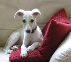 Pin By Julie Hendrickson On Lovely Dogs Whippet Puppies Whippet Dogs And Puppies