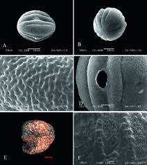 Image result for Megalochlamys revoluta