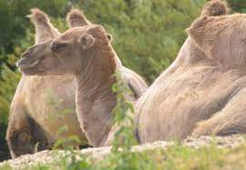 The content of camel milk is similar to cow milk in terms of lactose, proteins, fats, and minerals, however there are important differences. Camel S Milk Can Cure Mice But We Still Don T Know How Much It Helps Humans