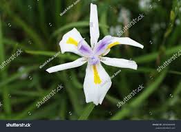 Image result for Moraea bella