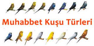 muhabbet kuslari muhabbet kusu turleri muhabbet kusu isimleri 2021 muhabbet kuslari kusu beslenme
