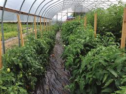 BEST MANAGEMENT PRACTICES IN HIGH TUNNEL PRODUCTION Training & Pruning  Tomatoes