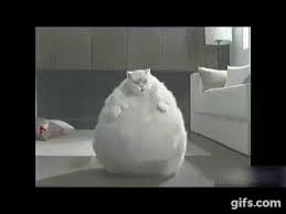 Top Funny Cat And Dog Dancing And Singing In The World Mkls Dog Cat Funny Cats And Dogs Cats