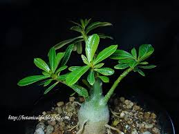 アデニウムのハダニ退治 多肉植物