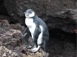 Most penguins live in the southern hemisphere. First Observations Of Post Fledging Care In Galapagos Penguins Spheniscus Mendiculus