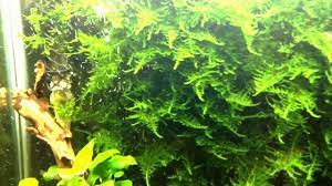 Characterized by its bold green hue, it is a commonly used moss in many famous aquascapes. Christmas Moss Shrimp Tank 25g Youtube