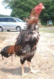 Maybe you would like to learn more about one of these? 1001 Animasi Ayam Aduan Cikimm Com