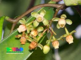 Image result for Xylocarpus
